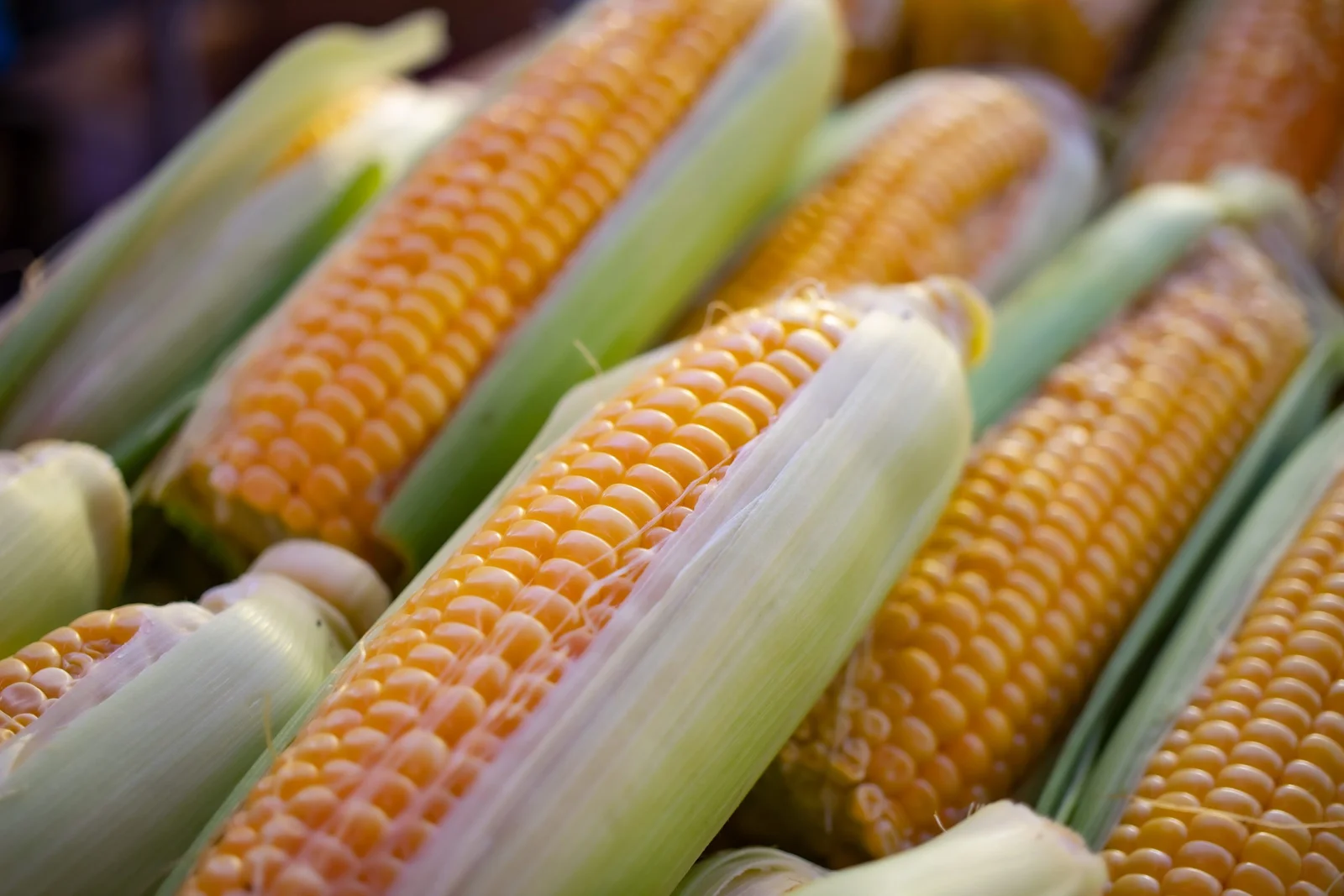 Maize (Yellow Corn)