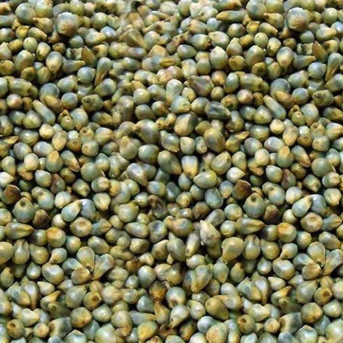 Green Millet (Bajra)